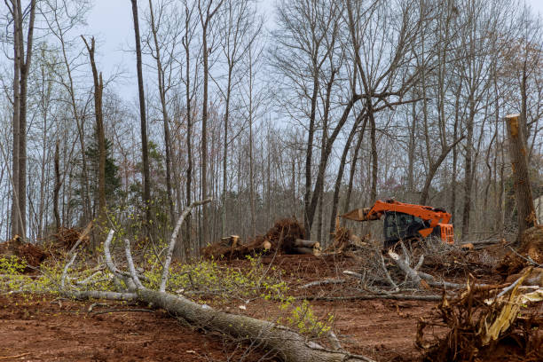 How Our Tree Care Process Works  in  Blue Bell, PA